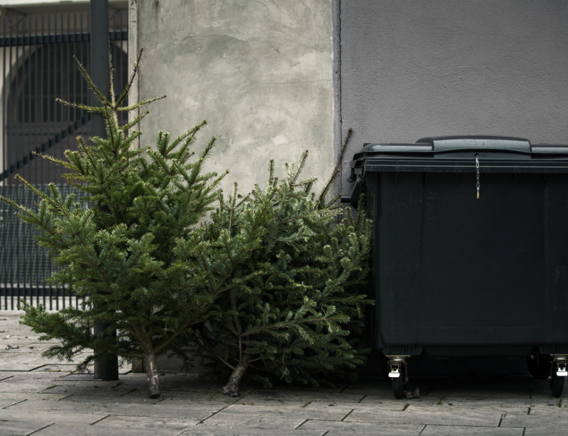 Comment recycler son sapin de Noël ?